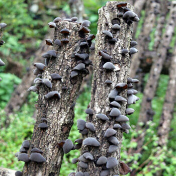 菁亦莎东北野生黑木耳特级小碗耳肉厚特产椴木小秋木耳干货批发精选山