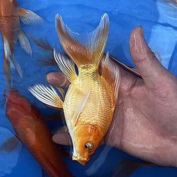 荣郁 2021黄金蝴蝶鲤土豪球体冷水鱼鱼鱼苗活体大新疆西藏专链 金蝴蝶