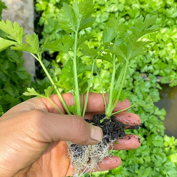 寿禾 小芹菜苗带土种苗菜苗秧 蔬菜苗子批发春秋季冬季南方阳台 西芹