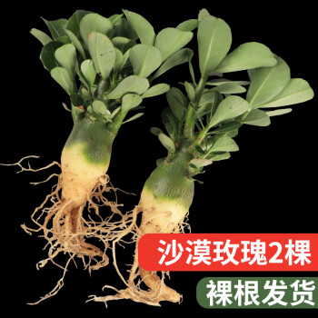 矮壯苗多肉開花不斷蘭花姬月季2年苗沙漠玫瑰2棵裸根發貨單瓣不含盆