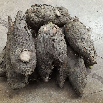 贵州钻地老鼠入地老鼠 新鲜中药材干片紫茉莉根胭脂花头 新鲜整个3斤