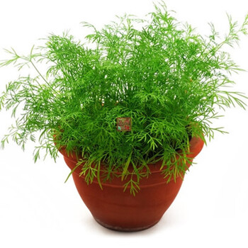 割茬小茴香种子春季阳台盆栽小茴香香料种孑四季播多年生蔬菜种籽 割