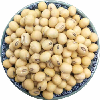 黄豆农家自种江苏本地黑嘴土黄豆打豆浆做豆腐苏北椭圆形黑脐大豆10斤
