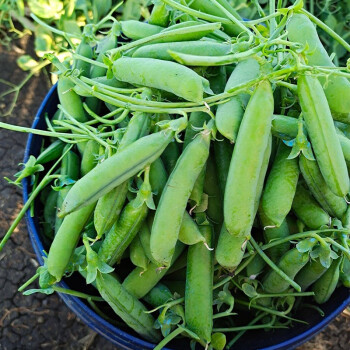 大禹荷蘭豆種子豌豆盆栽蠶豆蘭花豆四季豆水培種籽冬季家庭種植南極星