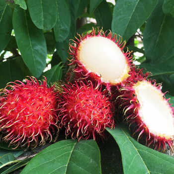 浍爷海南红毛丹新鲜毛荔枝热带水果现摘应季红牡丹带毛丹果带箱5斤a级