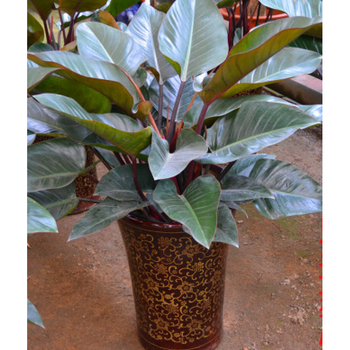 大叶红钻宝石 金钻蔓绿绒   绿植盆栽室内花卉 金钻45-55厘米高度一盆