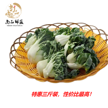 新鲜蔬菜宁夏供港学斗鹤斗白迷你矮脚奶白菜牛奶白菜奶油白菜 1500g