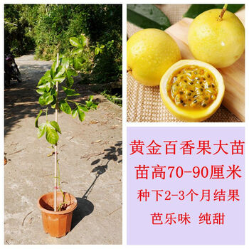 黄金果1棵【大苗【图片 价格 品牌 报价-京东