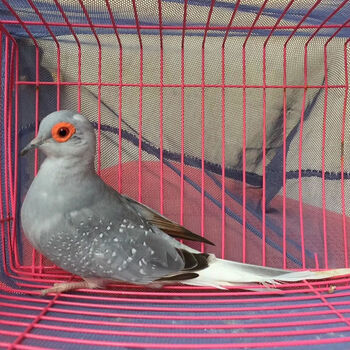 活体宠物薄珍珠鸽袖珍鸽原色驼色蓝白鸽子观赏宠物活体鸟 深蓝白尾