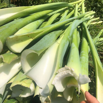 芋荷梗白芋苗广菜芋梗白芋荷新鲜蔬菜芋蒙芋头梗禾芋杆1斤