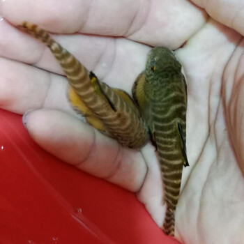 原生双吸盘吸鳅除藻清洁工鱼活体冷水贵州爬岩鳅贵爬 冷水双吸盘吸鳅