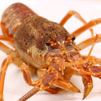 【活鲜】御鲜之王 鲜活南非龙虾仔250-300g/只 2只 活虾海鲜水产澳龙