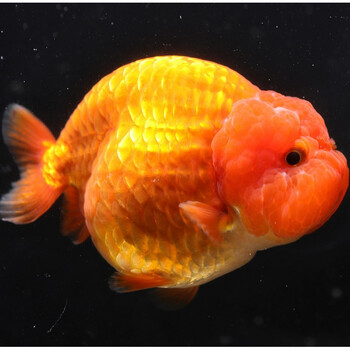 兰寿活鱼红寿红白寿花寿福寿金鱼观赏鱼鱼苗冷水鱼淡水鱼耐养易活 红