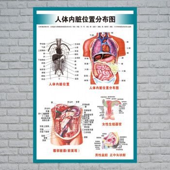 人體內臟解剖示意圖醫學宣傳掛圖人體器官心臟結構圖醫院海報全身器官