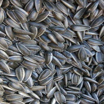 新货生黑瓜子小珍珠瓜子油葵花籽干炒货坚果零食特产散装4斤 生黑珍珠