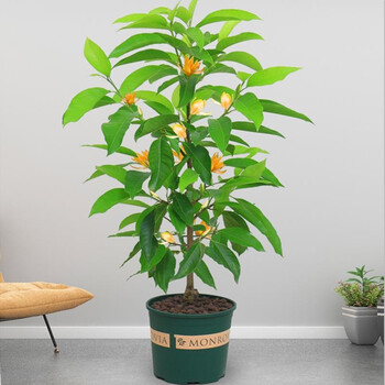 苗彩园艺 白兰花盆栽 黄兰盆景室内大型绿植浓香型四季开花黄果兰树苗