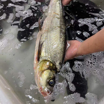 白條特大鮮活正宗大米級大白刁高端水產魚類批發 千島湖野生翹嘴 2斤