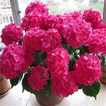 红色绣球约60粒 肥料【图片 价格 品牌 报价】-京东