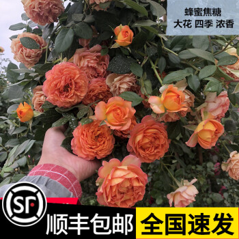 月季花苗藤本開爬圍欄牆植物庭院特大濃香耐寒盆栽蜂蜜焦糖中花四季不