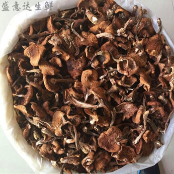 榛蘑新鮮榛蘑東北小雞燉蘑菇純乾貨長白山草蘑級500g