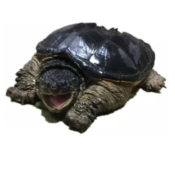 易萌宠物 成体鳄龟北美小鳄龟宠物活体大鳄龟北美小鳄龟 12-13斤