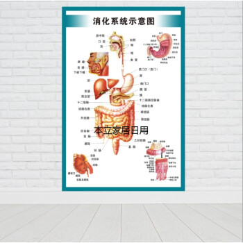 綠野客人體內臟消化胃腸結構示意圖醫學宣傳掛圖醫院佈置海報牆貼畫