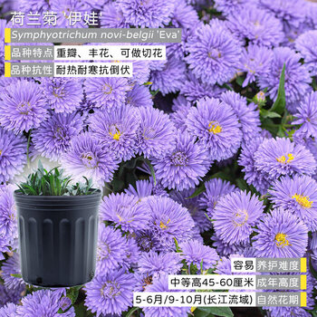 懒人阳台庭院盆栽爆花宿根荷兰菊花境植物荷兰菊伊娃2加仑带盆栽好