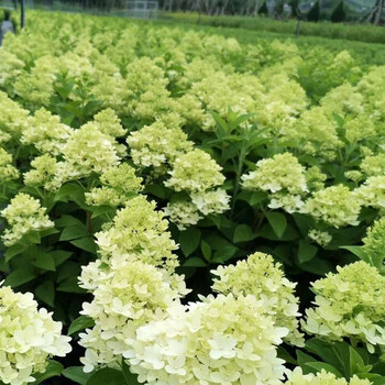 【活力青柠】圆锥木绣球花香草草莓花园花苗花卉盆栽植物四季开 活力