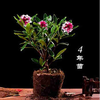 意轩金边瑞香盆栽耐寒老桩盆景大苗室内室外耐寒植物花卉 4年苗当年开花 不含盆