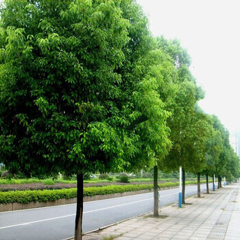 沭之美大叶香樟树苗四季常青绿化苗木香樟树小苗可庭院绿化树苗樟树