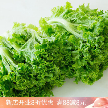 青樱红荔千牛优福罗莎绿生菜花边生菜花叶生菜轻食沙拉菜包烤肉蔬菜5