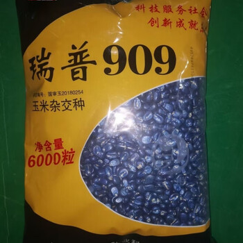 矮杆大棒玉米种子抗寒国审原包抗旱抗倒玉米种子 瑞普909原包6000粒