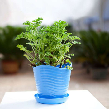 驱蚊草苗 内绿植盆栽神奇驱蚊香草 驱蚊草盆栽3年苗 不含盆