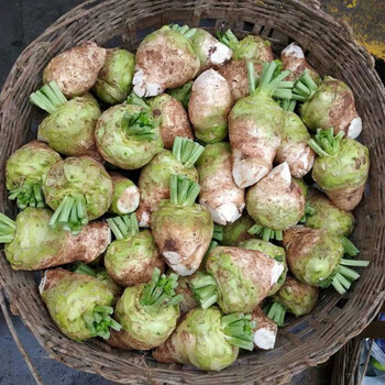 四川特产新鲜大头菜宜宾麻辣大头菜丝咸菜儿菜娃娃菜5斤2500g