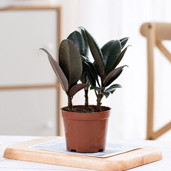 北欧ins风植物橡皮树活的黑金刚橡皮树盆栽植物室内客厅绿植净化空气