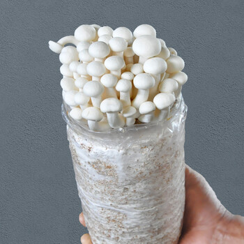 白玉菇--大袋 不含盆【图片 价格 品牌 报价】-京东