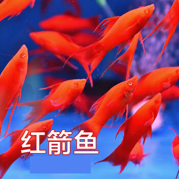 墨一红剑鱼活体 热带观赏鱼胎生鱼燕尾红箭鱼直接生小鱼 1.