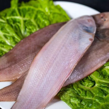 福茹洲新鲜踏板鱼冷冻舌头鱼鲜活牛舌鱼海水鱼龙利鱼海鲜特产当季新货