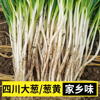 四川大葱葱黄内江自贡葱白本地大葱分葱小细葱脆香葱甜葱嫩葱健康轻食