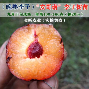 李树果苗树苗安哥诺李子苗嫁接李苗特大晚熟脆甜地栽南方北方种植嫁接