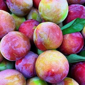 新品上市东北李子秋李子大红袍盖大吉盛鸡心非盖县早熟李子5斤 5斤