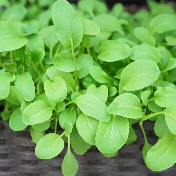 種菜記 雞毛菜菜籽種子上海青菜菜種籽大全蔬菜種孑陽臺盆栽小白菜籽