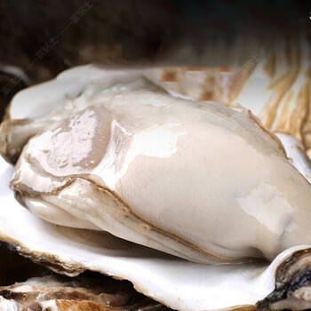 富铭士 生蚝5斤装 乳山新鲜牡蛎海蛎子 10斤大号