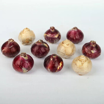 风信子种球耐寒带芽种球水培土培套装绿植浓香花卉盆栽观花绿植物室内