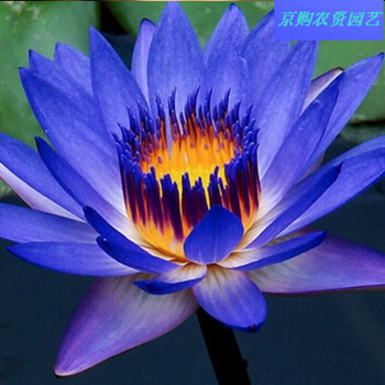 香水莲花九品香莲花苗引种睡莲根块水生植物可泡茶水培魔莲花 睡莲根块一颗带花蕾发货 图片价格品牌报价 京东