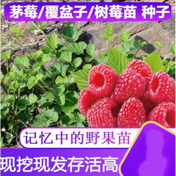 覆盆子苗茅莓苗树莓苗种子野草莓苗盆栽易活野果山莓红莓树苗树莓种子 50粒15cm 含 30cm 不含 图片价格品牌报价 京东
