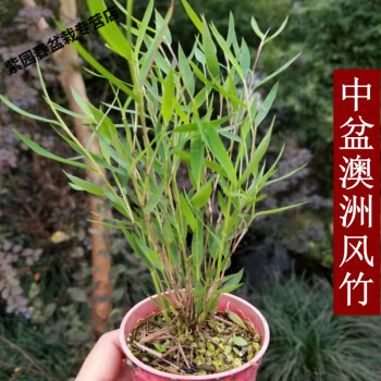 園藝斑紋竹日本山野草虎斑風竹斑入風竹澳洲風竹菲白竹盆栽虎斑竹 中