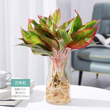 万年青盆栽水培植物水养天堂鸟吉利红花卉室内绿植水养植物d7万年红