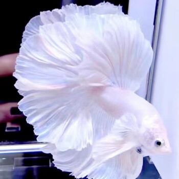 【好友推荐】泰国斗鱼缸观赏鱼小型宠物热带鱼进口神仙鱼彩色天使