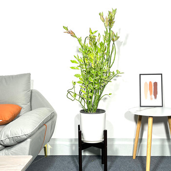 红雀珊瑚盆栽绿植扭曲草花卉红雀掌盆景办公室客厅阳台书房窗台 红雀